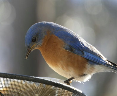 The real life bluebird, the bird  representing HHS. 